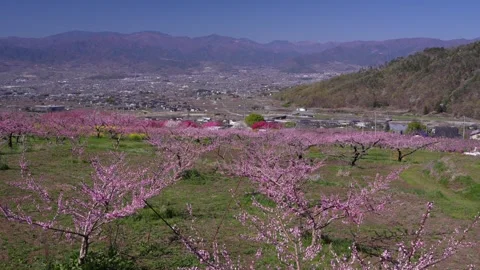 Peach Blossoms in Full Bloom Overlooking the Kofu Basin in Yamanashi 動画素材 343046398