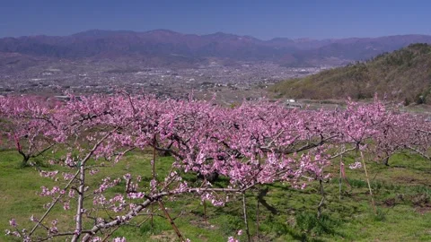 Peach Blossoms in Full Bloom Overlooking the Kofu Basin in Yamanashi Stock Footage 343046404