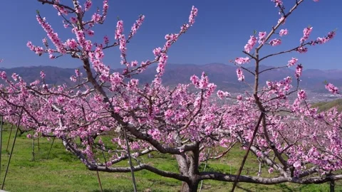 Peach Blossoms in Full Bloom Overlooking the Kofu Basin in Yamanashi Stock Footage 343046405