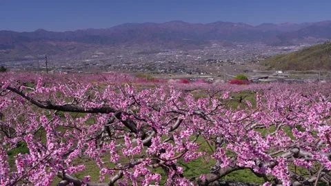 Peach Blossoms in Full Bloom Overlooking the Kofu Basin in Yamanashi Stock-Footage 343046413