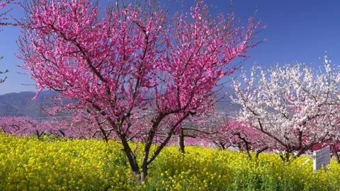 Peach Blossoms in Full Bloom Overlooking the Kofu Basin in Yamanashi Stock Footage 343046423