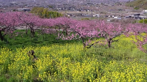 Peach Blossoms in Full Bloom Overlooking the Kofu Basin in Yamanashi Video stock 343046472