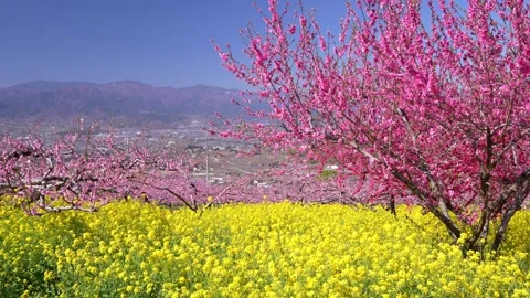 Peach Blossoms in Full Bloom Overlooking the Kofu Basin in Yamanashi Stock-Footage 343046476