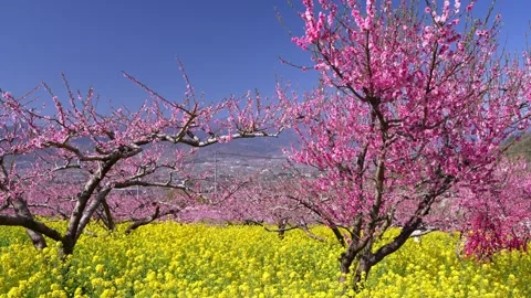 Peach Blossoms in Full Bloom Overlooking the Kofu Basin in Yamanashi Stock-Footage 343046485