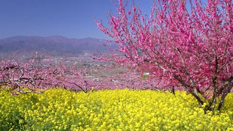 Peach Blossoms in Full Bloom Overlooking the Kofu Basin in Yamanashi Video stock 343046490