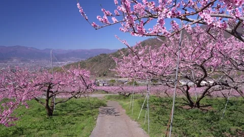 Peach Blossoms in Full Bloom Overlooking the Kofu Basin in Yamanashi Stock Footage 343046511