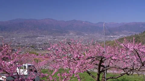 Peach Blossoms in Full Bloom Overlooking the Kofu Basin in Yamanashi 스톡 동영상 343046531