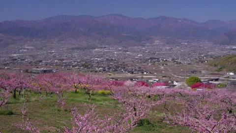 Peach Blossoms in Full Bloom Overlooking the Kofu Basin in Yamanashi Video stock 343046546