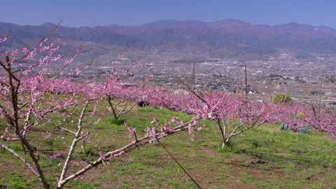 Peach Blossoms in Full Bloom Overlooking the Kofu Basin in Yamanashi Stock Footage 343046576