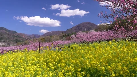 Peach Blossoms in Full Bloom Overlooking the Kofu Basin in Yamanashi Video stock 343046595