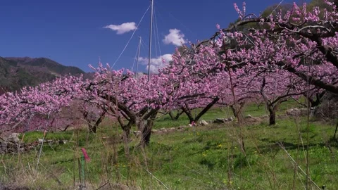 Peach Blossoms in Full Bloom Overlooking the Kofu Basin in Yamanashi 스톡 동영상 343046605