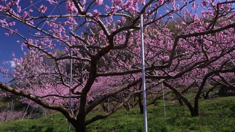 Peach Blossoms in Full Bloom Overlooking the Kofu Basin in Yamanashi Stock Footage 343046611