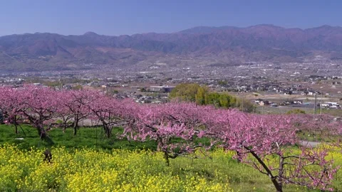 Peach Blossoms in Full Bloom Overlooking the Kofu Basin in Yamanashi Stock Footage 343046612