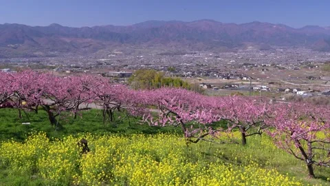 Peach Blossoms in Full Bloom Overlooking the Kofu Basin in Yamanashi Stock Footage 343046615