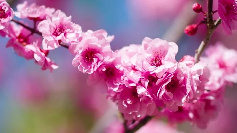 The peach blossoms in full bloom in spring Stock Footage 257162580