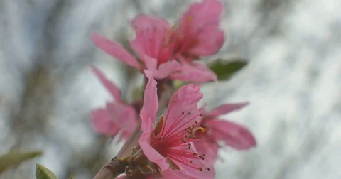 The peach blossoms in the garden, the wind blows, cloudy weather Видео 75187583