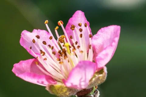 Peach blossoms Stock Photos