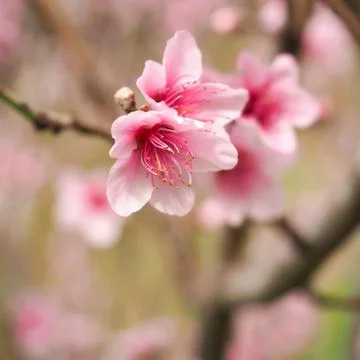 Peach Blossoms Pink Stock Photos