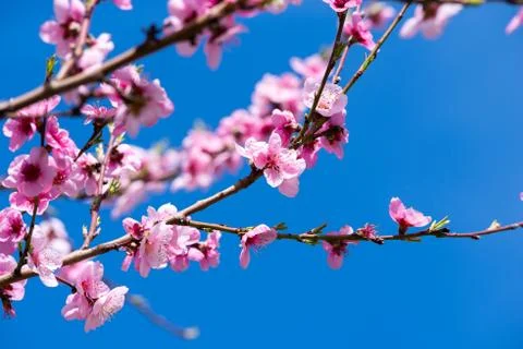 Peach blossoms in spring. Stock Photos