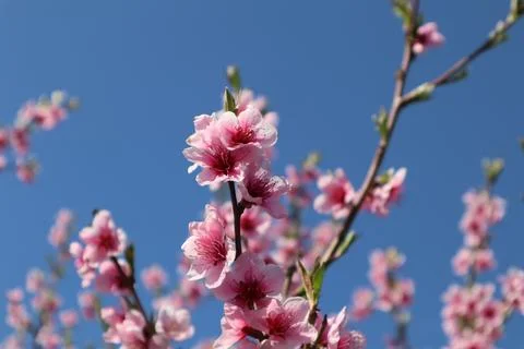 Peach blossoms in the spring Foto stock