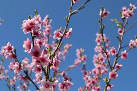 Peach blossoms in the spring Stock Photos
