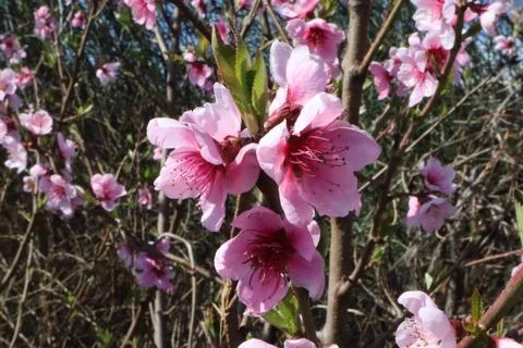 Peach blossoms in the spring Stock Photos