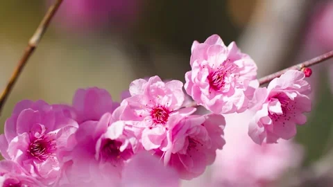 Peach blossoms swaying in the spring wind Vídeo Stock 257162214