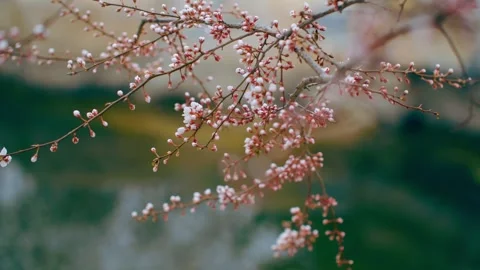 Peach blossoms waiting to be released at the water's edge Vídeo Stock 256981062
