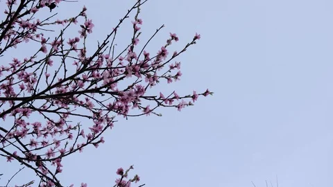 Peach branch with flowers in spring bloom with copy space or place for text 스톡 동영상 128809621