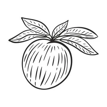 Peach on branch with foliage hand drawn engraving vector Stock Illustration