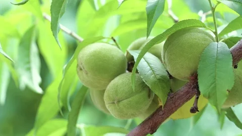 Peach on a branch 스톡 동영상 78783072