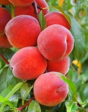Peach branch Stock Photos