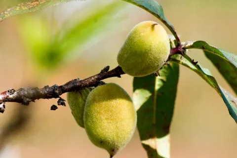 Peach in branch Stock Photos