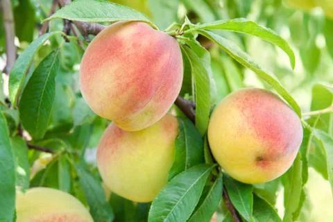 Peach on a branch Stock Photos