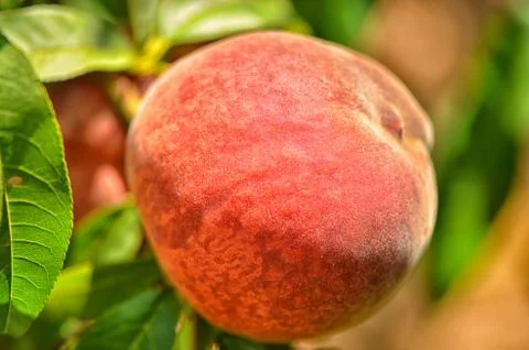 Peach on branch in tree, close-up Foto stock