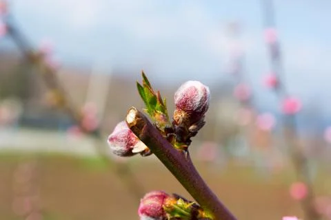Peach bud Stock Photos