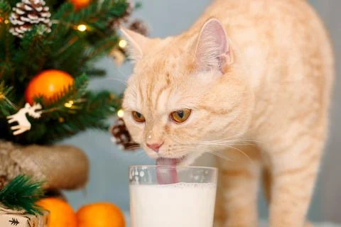 A peach cat drinks milk under a Christmas tree. Stock Photos