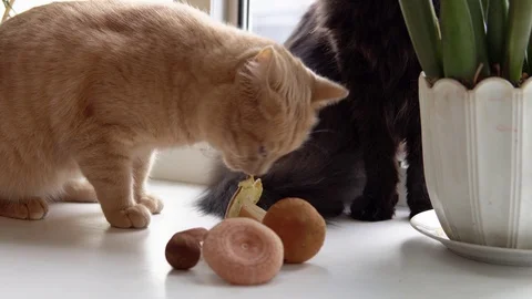 Peach cat plays and eats white mushroom. Stock Footage 94140384
