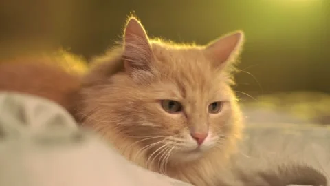 Peach cat sits on the bed at sunset, looking at the sides Stock Footage 144638973