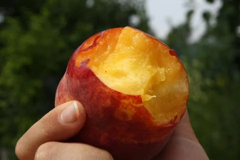 Peach close up Stock Photos