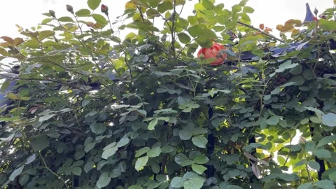 Peach-Colored Rose Blooming Through a Metal Fence, Revealing Blue Sky Stock Footage 333723293