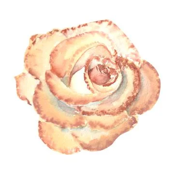 Peach-colored rose, open Bud. Watercolor illustration. Clipart isolated on a  Stock Illustration