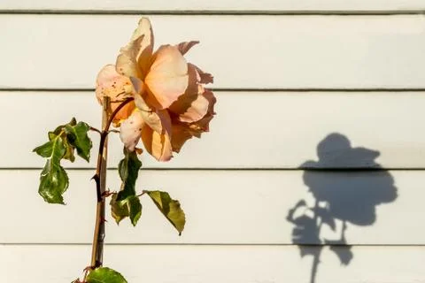 Peach colored Rose with shadow Stock Photos