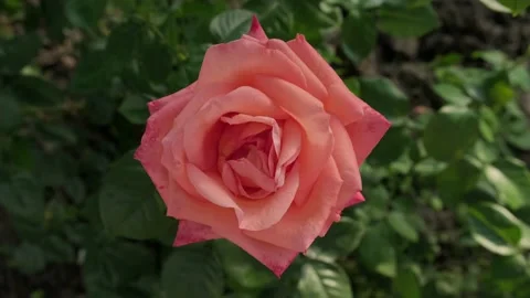 Peach-colored tea rose flower Stock Footage 156631365