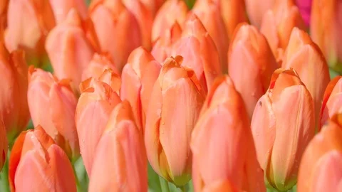 The peach colored tulips on a spring season Stock Footage 79807115