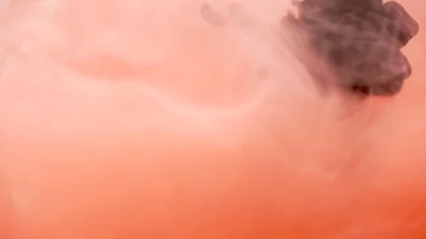 Peach colour and black 库存影片 107078206