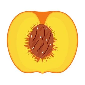 Peach Cross Section with Pit Vector Illustration Stock Illustration