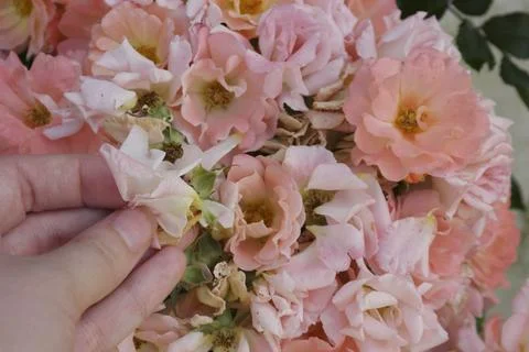 Peach Drift Roses Stock Photos