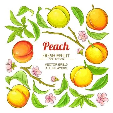 Peach elements vector set 스톡 일러스트