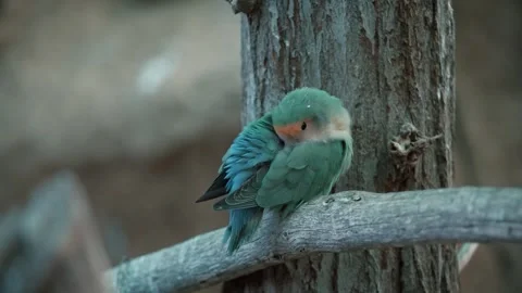 Peach-faced Lovebird, a charming beginner parrot is sleeping on a branch. Stock Footage 240871756